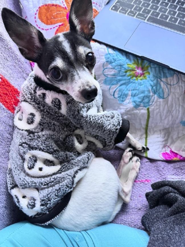 A happy dog guest in a panda hoodie — Miami Dog Sitting